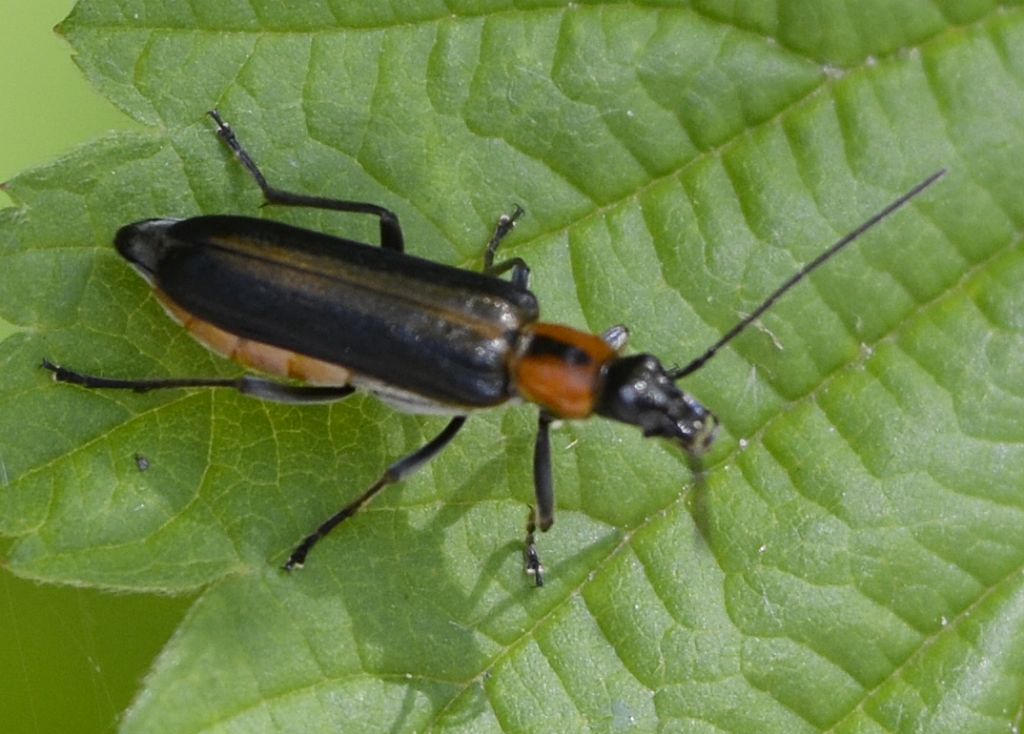 Anogcodes rufiventris, femmina
